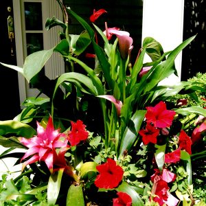 container-mixed container of flowers next to a patio deck